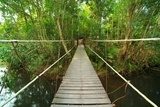 Fototapeta Most dżungla, Khao Yai park narodowy, Tajlandia