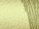 Fototapeta Motyw bambusa na pergaminie