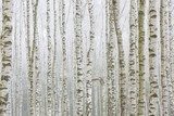 Fototapeta Mroźny las brzozowy