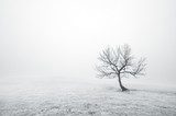 Fototapeta nagie samotne drzewo w czerni i bieli