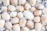 Fototapeta Naturalna kompozycja muszli na plaży