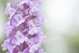 Fototapeta Naturalna pachnąca orchidea, Gymnadenia conopsea. Lekki kwiat na stałym lihght zieleni tle