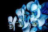 Fototapeta Niebieska Orchidea