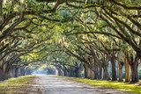Fototapeta Oak Trees in Savannah