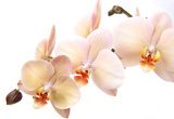 Fototapeta Odosobneni orchidea kwiaty na bielu