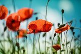Fototapeta Ognista łąka maków w świetle słońca