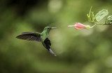 Fototapeta Ogoniasty Hummingbird