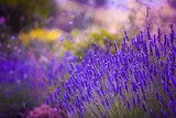 Fototapeta Ogrodowi kwiaty Lavendar kolorowy tło