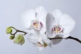Fototapeta orchidea phalenopsis, na szarym tle