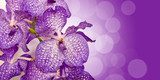 Fototapeta Orchidea Vanda, fiolet bokeh