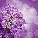 Fototapeta Orchidea Vanda, fioletowe fioletowe tło