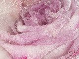 Fototapeta Organicznie abstrakci menchii róży piękny kwiat