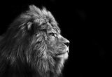 Fototapeta Oszałamiająco twarzowy portret męski lew na czarnym tle w bla