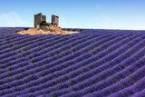 Fototapeta Panoramiczny widok lawend pola w Provence, Francja
