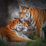 Fototapeta Para Tygrysa. Miłość w naturze.