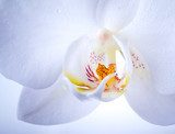 Fototapeta Phalaenopsis. Biały storczykowy kwiat makro- z wodnymi kroplami