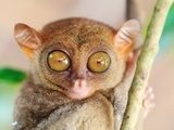 Fototapeta Phillipine tarsier
