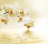 Fototapeta Piękna biała orchidea