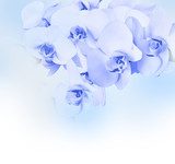 Fototapeta Piękna błękitna orchidea