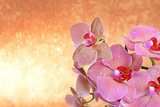 Fototapeta Piękna kwitnąca orchidea na lekkiego koloru tle
