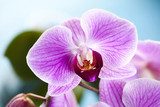 Fototapeta Piękna orchidea