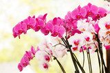 Fototapeta piękna orchidea