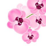 Fototapeta Piękna orchidea