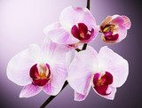 Fototapeta piękna orchidea na różowym tle
