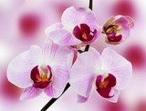 Fototapeta piękna orchidea na różowym tle