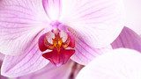 Fototapeta piękna różowa orchidea, abstrakcjonistyczni kwieciści tła