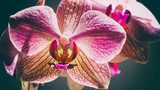 Fototapeta piękna różowa orchidea, abstrakcjonistyczni kwieciści tła