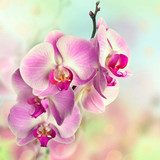 Fototapeta Piękna różowa orchidea kwitnie na zamazanym tle