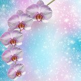 Fototapeta Piękna różowa orchidei gałąź na abstrakcjonistycznym tle delikatesy
