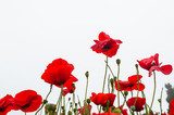 Fototapeta Piękne czerwone kwiaty maku