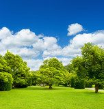 Fototapeta piękne drzewa parku nad błękitne niebo. formalny ogród