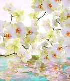 Fototapeta Piękne kwiaty wody Japońska Orchidea.Beauty.Flora