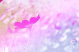 Fototapeta piękne kwiaty wykonane z kolorowym tle filtrów