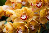 Fototapeta Piękne żółte kwiaty orchidei