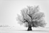 Fototapeta Piękny drzewo w zima czasie w Luty 2014, Rumunia