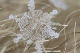 Fototapeta płatek śniegu naturalny kryształ śniegu