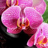 Fototapeta pojęcie uzdrowiskowej kwitnących gałązek pozbawiony fioletowej orchidei (phalaenopsi