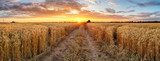 Fototapeta Pole pszenicy o zachodzie słońca, panorama
