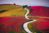 Fototapeta Pole rolnicze w okresie kwitnienia wiosny. Czerwoni kwiaty na łące i drodze