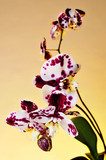 Fototapeta polka dot Phalaenopsis orchid