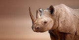 Fototapeta Portret czarnego nosorożca