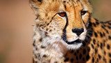 Fototapeta Portret geparda
