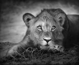 Fototapeta Portret młodego lwa