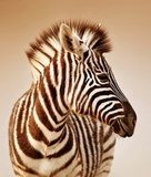 Fototapeta Portret Zebra