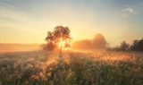 Fototapeta Promienie słońca wśród łąk i drzew