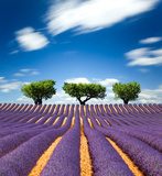 Fototapeta Provence France Lawenda / pole lawendy w Prowansji, Francja